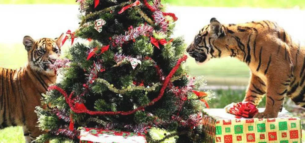 Картинки Тигр С Новым Годом