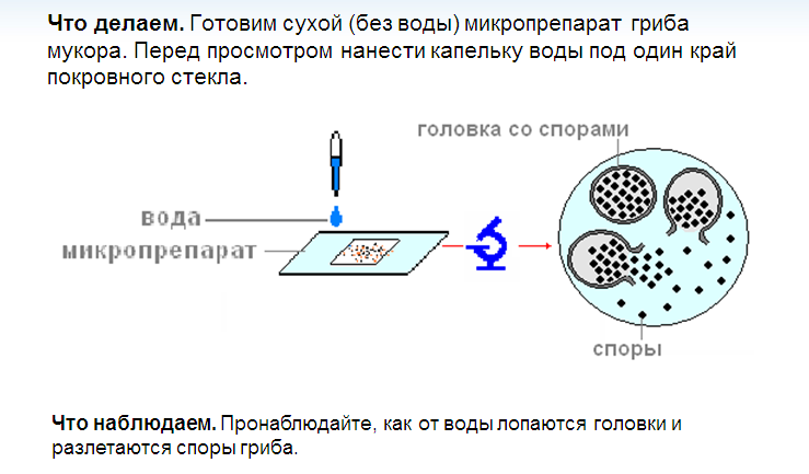 Дрожжи углекислый газ