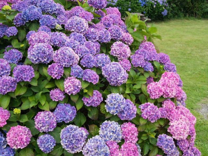 cshhg3564932092cjzshhep