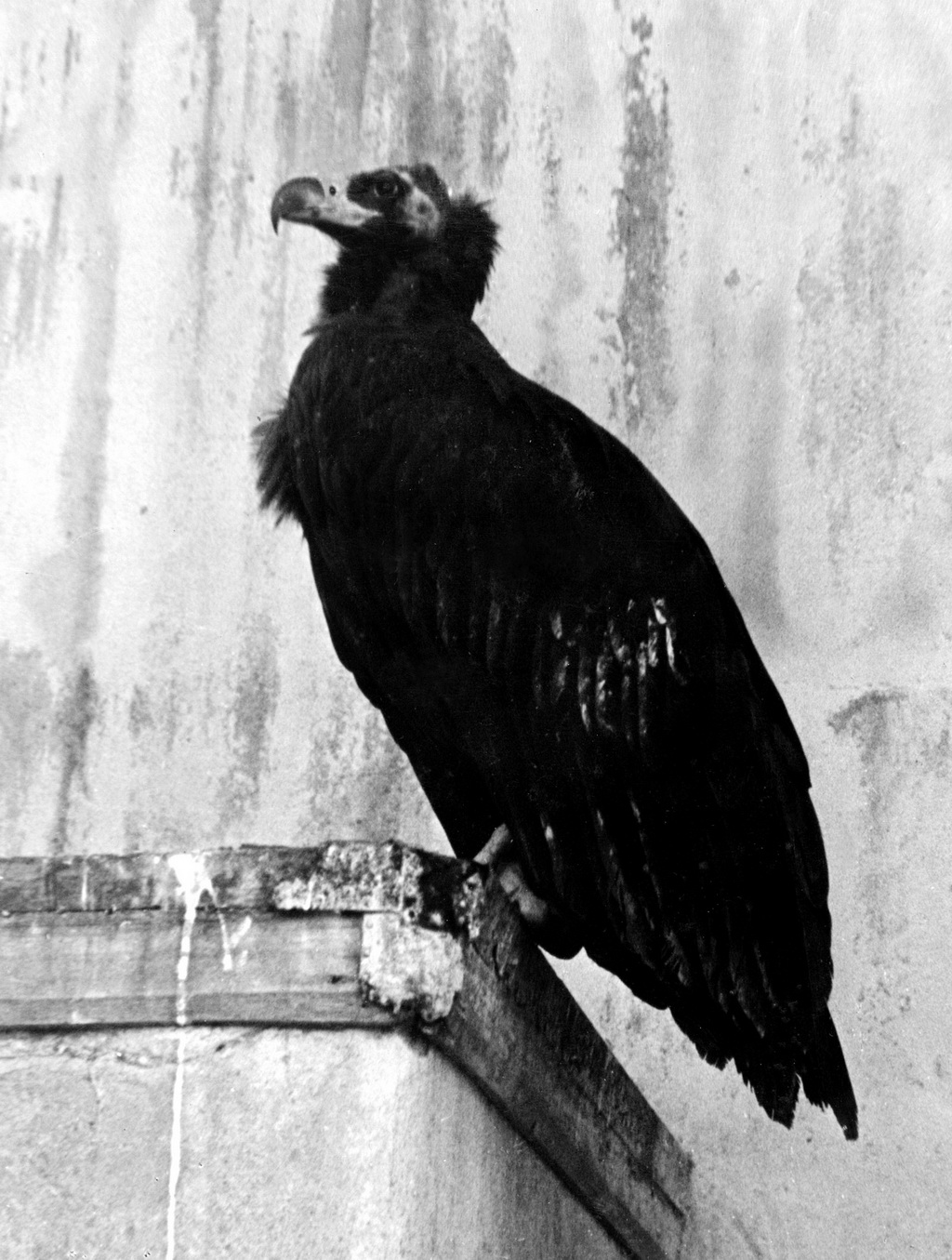 Черный гриф Верочка. 1946 год.