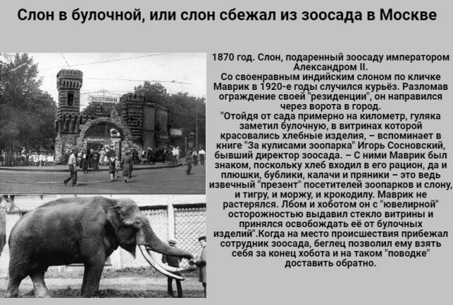 Рассказ о обитателей зоосада. Из зоопарка сбежал слон. Слоны в зоопарке. Слон из Московского зоопарка. Истории из зоосада.