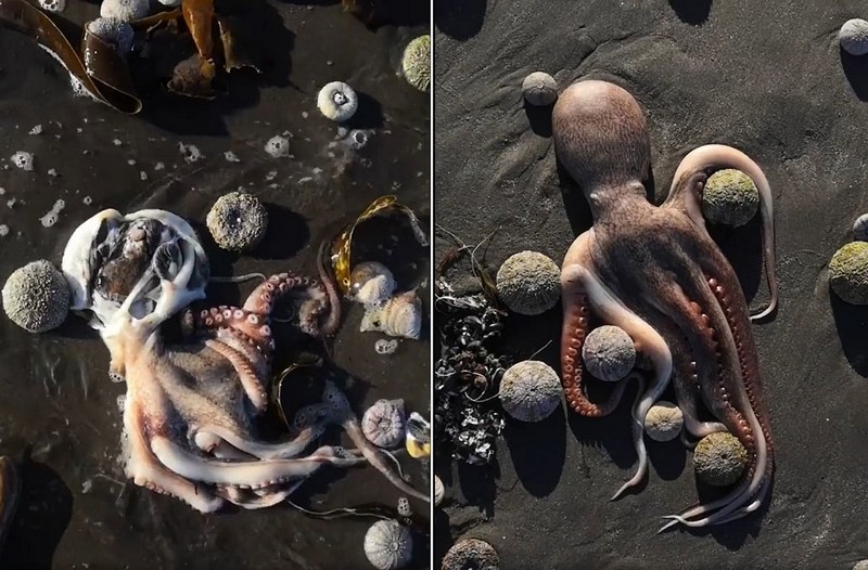 halaktyrskij_plyazh_1