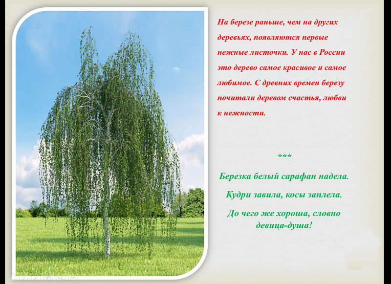 narodnyie_prazdniki_troitsa_5