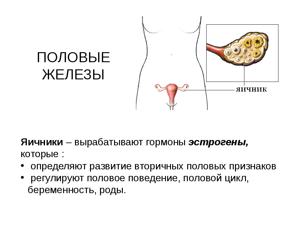 Половые железы картинки