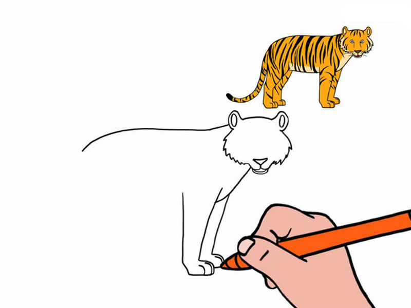 14433-dessiner-un-tigre-2