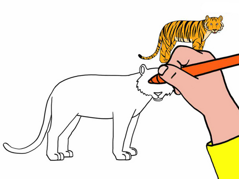 14434-dessiner-un-tigre-3