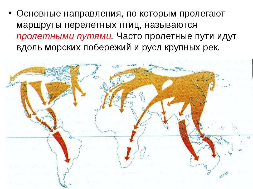 Карта перелетных птиц