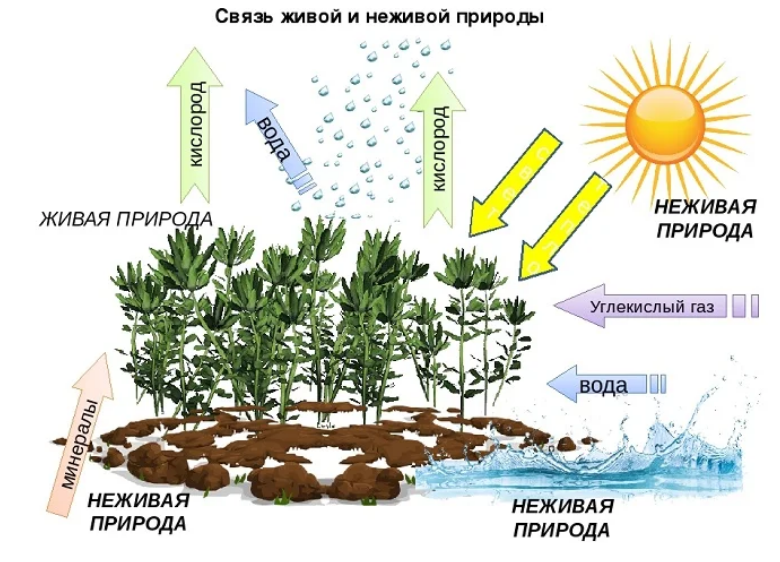 Схема природа 2 класс