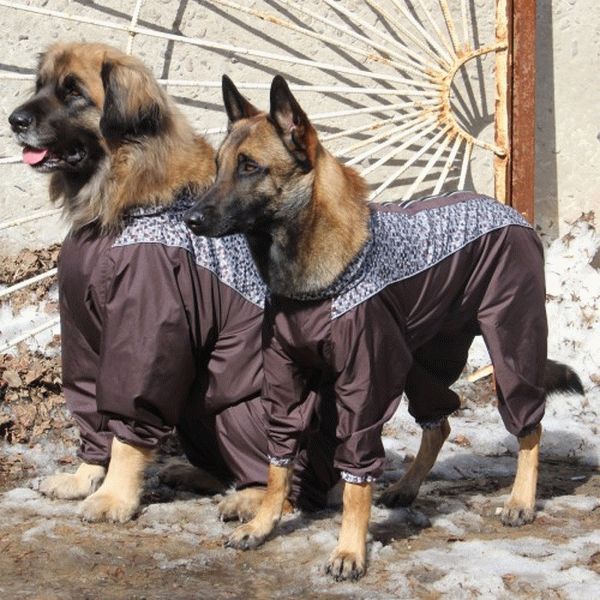 Выкройка жилета для собаки крупной породы с размерами