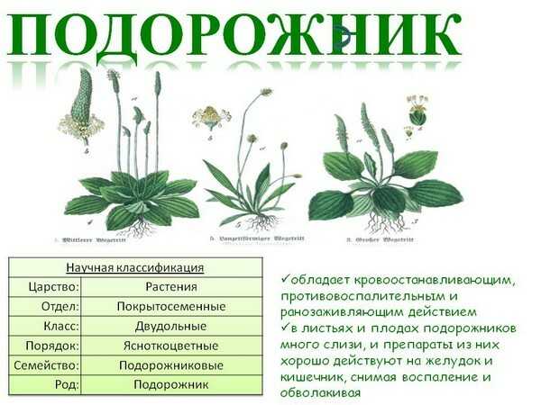 Какой тип питания характерен для подорожника большого изображенного на рисунке