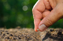 Farmer's hand planting seed in soil