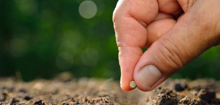 Farmer's hand planting seed in soil