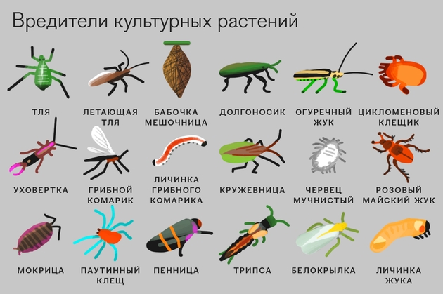 ishgi